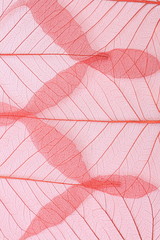 Red skeleton leaf on a white background