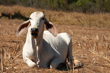Obraz premium Young white cow