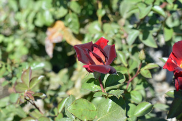 Rose
