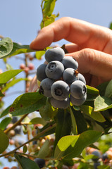 Picking Blueberries