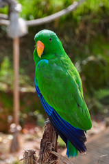 Male Eclectus Looking