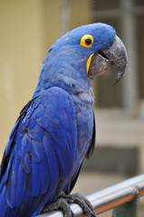 Hycanith Macaw2
