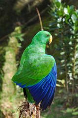 Male Eclectus Wing
