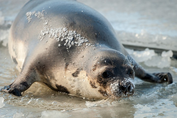 An adult harp seal or saddleback seal with brown, grey and beige fur sliding on top of ice causing water to splash. The seal has white snow on it snout and is looking directly at the camera.
