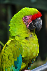 Military Macaw Blinking