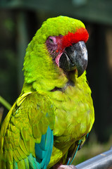 Military Macaw 1
