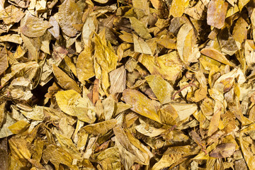Dried coca leaves - Erythroxylum coca