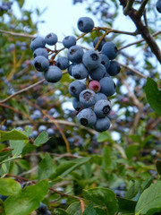 Blueberries 2