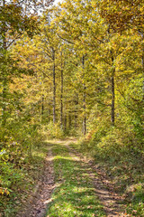 Picturesque path in the autumn forest