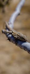 A long-tailed brush lizard (Urosaurus graciosus) on a tree branch in the Mojave desert, USA