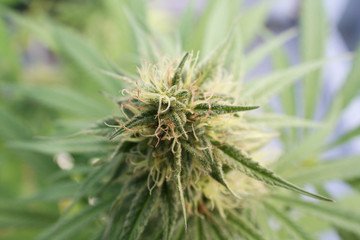 Cannabis Plant With Bud Macro Close Up 