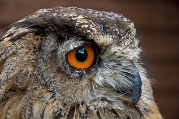 Birds of prey.