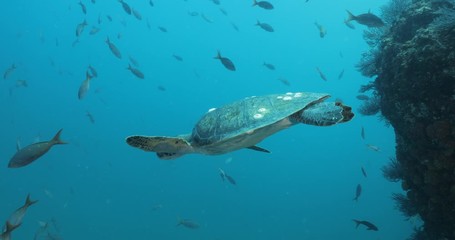 Green Turtle, (Chelonia mydas) swimming on the reefs of the Sea of Cortez, Baja California Sur, Mexico.