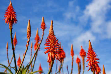 Blooming aloe flowers with blue sky background.