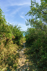 Fototapeta na wymiar A view of a trail path surrounded by trees and green vegetation with a blue sea in the background under a majestic blue sky and some white clouds