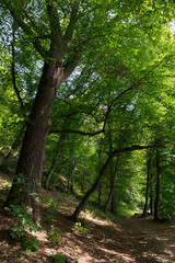 Beautiful solitude path with old big Trees about River Sazava in Central Czech
