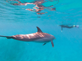 Obraz premium A spinner Dolphin in Brayka Bay, Red Sea, Egypt
