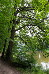 Naklejka premium Beautiful solitude path with old big Trees about River Sazava in Central Czech