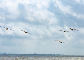 seagull in flight