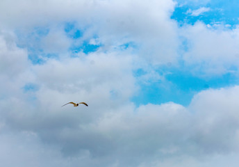 seagull flying in the blue sky