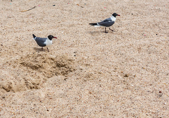 bird on beach