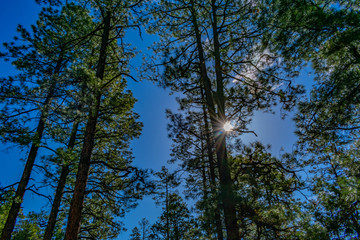 trees and sky