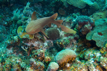 Juvenile nurse shark in the Turks and Caicos islands.