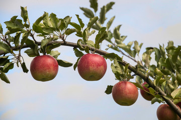 Closeup of three apples hanging on a an arching apple tree branch