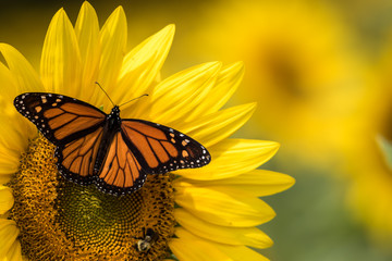 Bright yellow sunflower with Monarch Butterfly and Bumblebee on a sunny summer morning