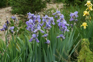 a row of colored iris flowers with green stems and leaves outdoors in the garden