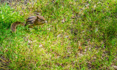 chipmunk
