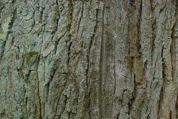 Gray green background from the dried bark of a large old oak tree