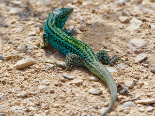 Lagarto Formentera 
