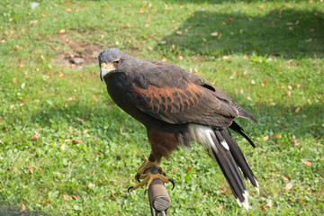 A Harris hawk (Parabuteo unicinctus) resting on a perch in a green meadow (in captivity)