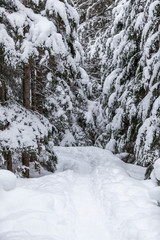 Snowy winter trail.