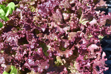 Obraz premium Lettuce and Kale