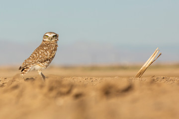 Burrowing Owl on guard.