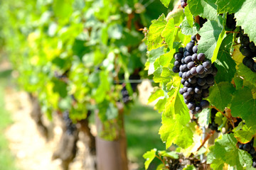 New harvest of blue, purple or red wine or table grape, hand holding bunch of ripe grape on green grape plant background