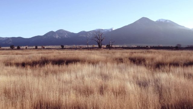 Outcropping of trees in grassy field, Taos, New Mexico, United States
