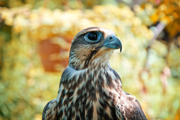 Falcon portrait.