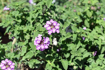 Fototapeta premium Sweet Alyssum