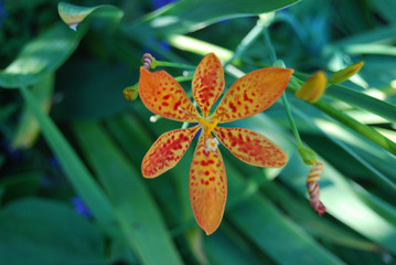 yallow and red tropical flower - Blackberry Lily