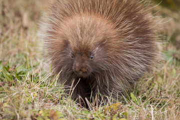 Porcupine