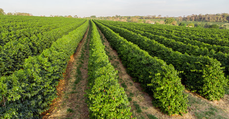 Fototapeta na wymiar plantação de café no Brasil De acordo com descobertas científicas recentes, o café tem várias propriedades que contribuem para a prevenção de doenças e a promoção do bem-estar.