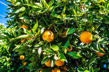 Oranges growing on a tree