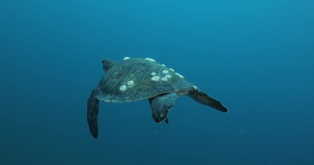 Green Turtle, (Chelonia mydas) swimming on the reefs of the Sea of Cortez, Baja California Sur, Mexico.