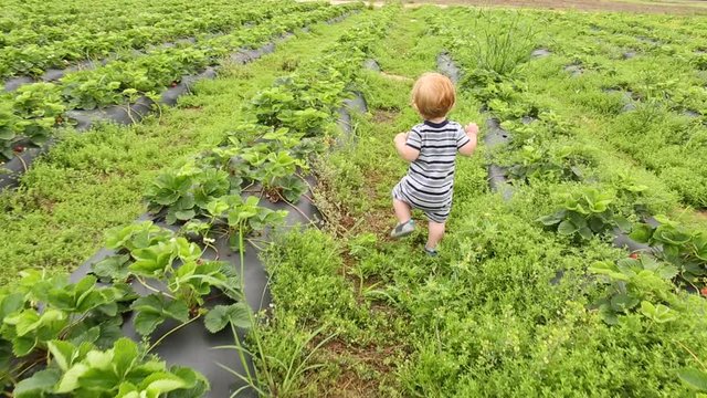 Caucasian baby boy walking in farm field watching butterflies