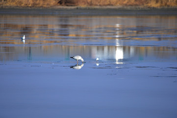 A beautiful bird in wetlands
