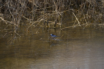 A beautiful bird in wetlands