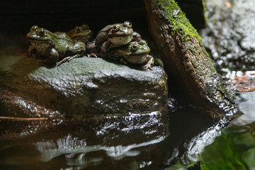 frogs on the rocks